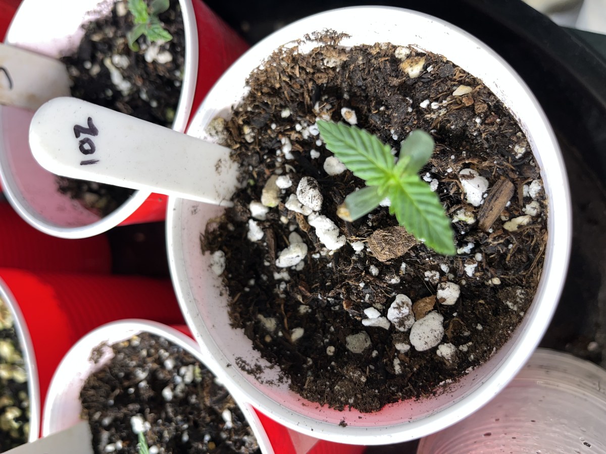 bbs-grow-diaries/blimburnseeds-com/user-45541/e88e284ae2658284