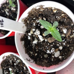 bbs-grow-diaries/blimburnseeds-com/user-45541/e88e284ae2658284