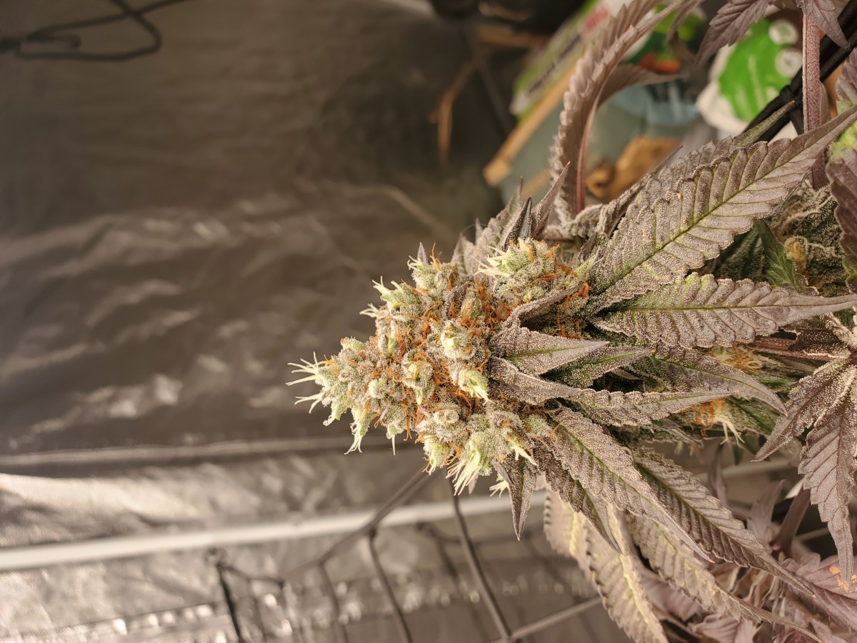bbs-grow-diaries/blimburnseeds-com/user-45830/4c57e040e3f3315e