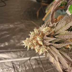 bbs-grow-diaries/blimburnseeds-com/user-45830/4c57e040e3f3315e
