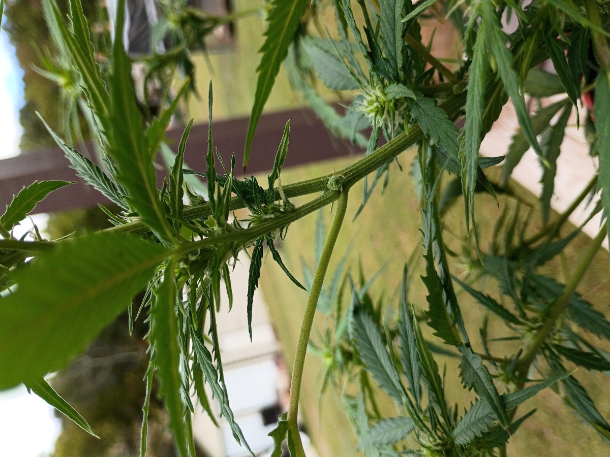 bbs-grow-diaries/blimburnseeds-com/user-45997/021e14f3b5775da4