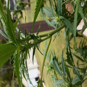 bbs-grow-diaries/blimburnseeds-com/user-45997/021e14f3b5775da4