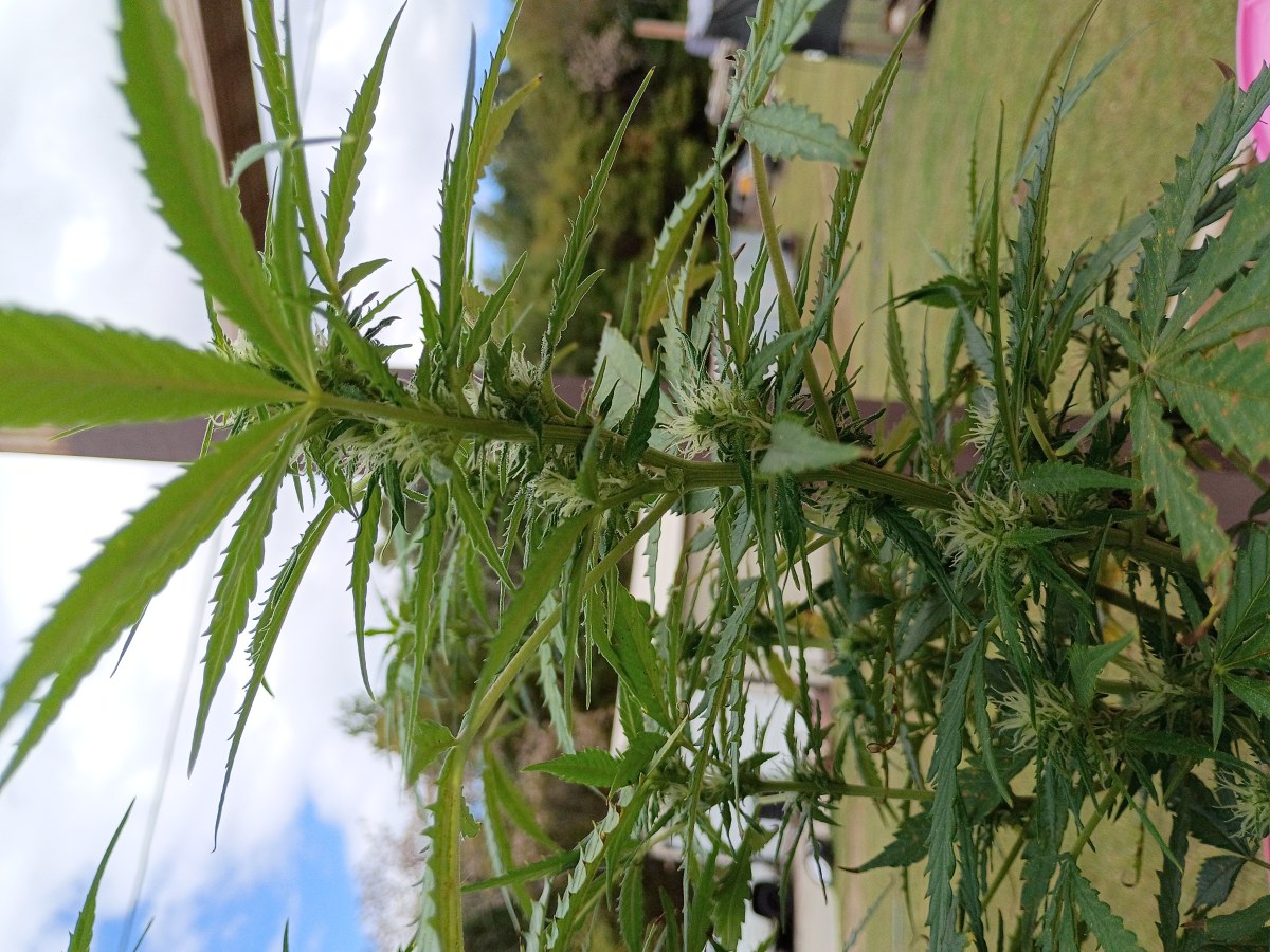 bbs-grow-diaries/blimburnseeds-com/user-45997/048c5346c05e66d1