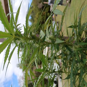 bbs-grow-diaries/blimburnseeds-com/user-45997/048c5346c05e66d1