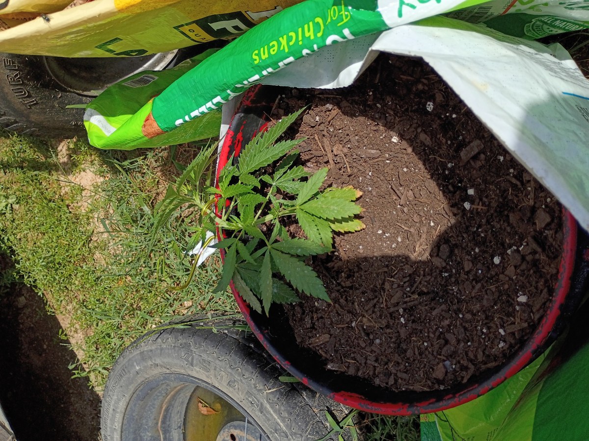 bbs-grow-diaries/blimburnseeds-com/user-45997/265cfbb6a2b46d54