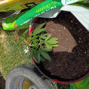bbs-grow-diaries/blimburnseeds-com/user-45997/265cfbb6a2b46d54