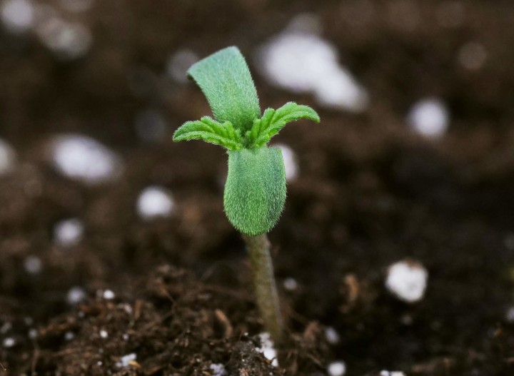 bbs-grow-diaries/blimburnseeds-com/user-45997/274c7801a081ebed