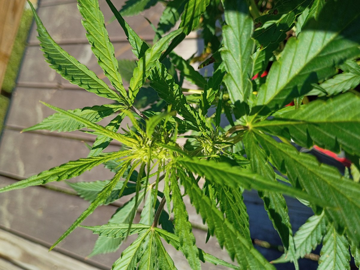 bbs-grow-diaries/blimburnseeds-com/user-45997/2e2b6fd5911959e3