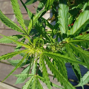bbs-grow-diaries/blimburnseeds-com/user-45997/2e2b6fd5911959e3