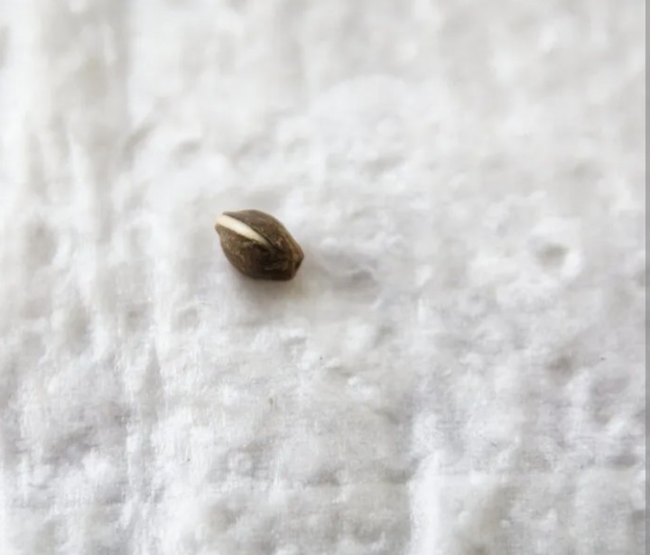bbs-grow-diaries/blimburnseeds-com/user-45997/33bc26d4e3366c75