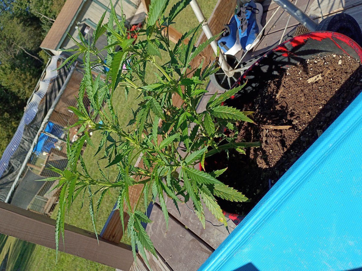 bbs-grow-diaries/blimburnseeds-com/user-45997/3c5c073453f0b967