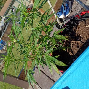 bbs-grow-diaries/blimburnseeds-com/user-45997/3c5c073453f0b967