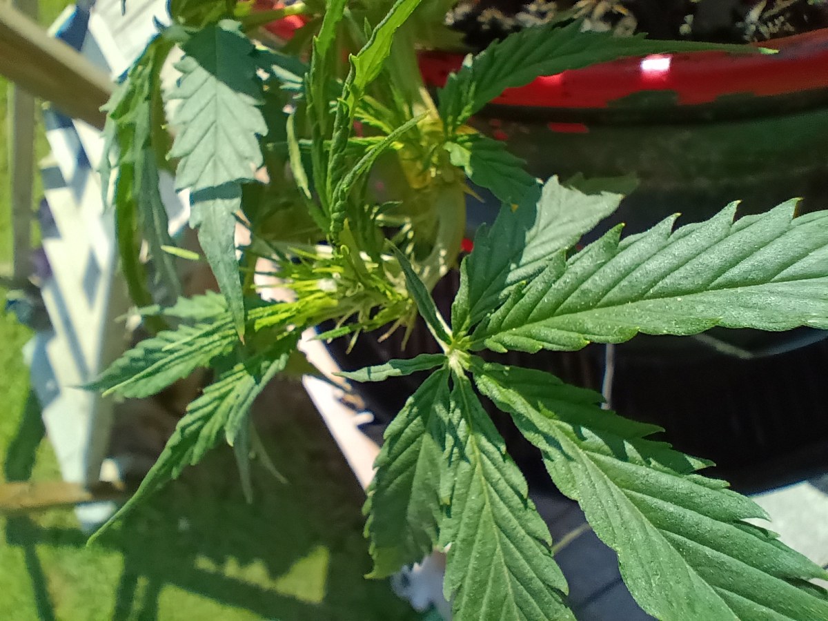 bbs-grow-diaries/blimburnseeds-com/user-45997/4b9db21f48d5da72