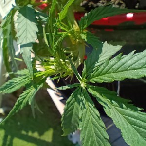 bbs-grow-diaries/blimburnseeds-com/user-45997/4b9db21f48d5da72