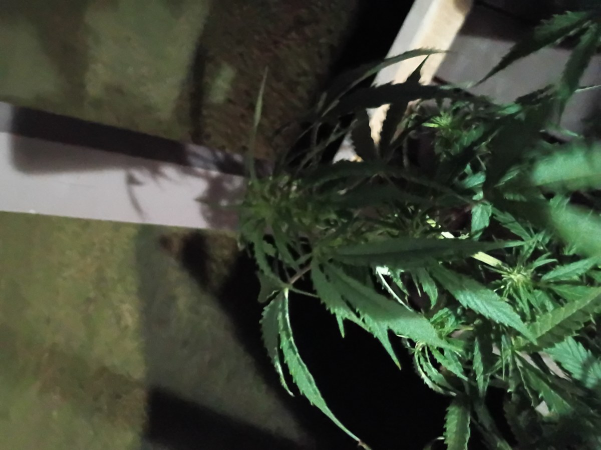 bbs-grow-diaries/blimburnseeds-com/user-45997/52c4f2bd812ce63b
