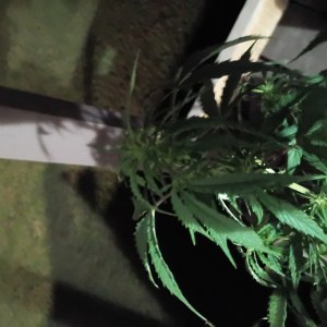 bbs-grow-diaries/blimburnseeds-com/user-45997/52c4f2bd812ce63b