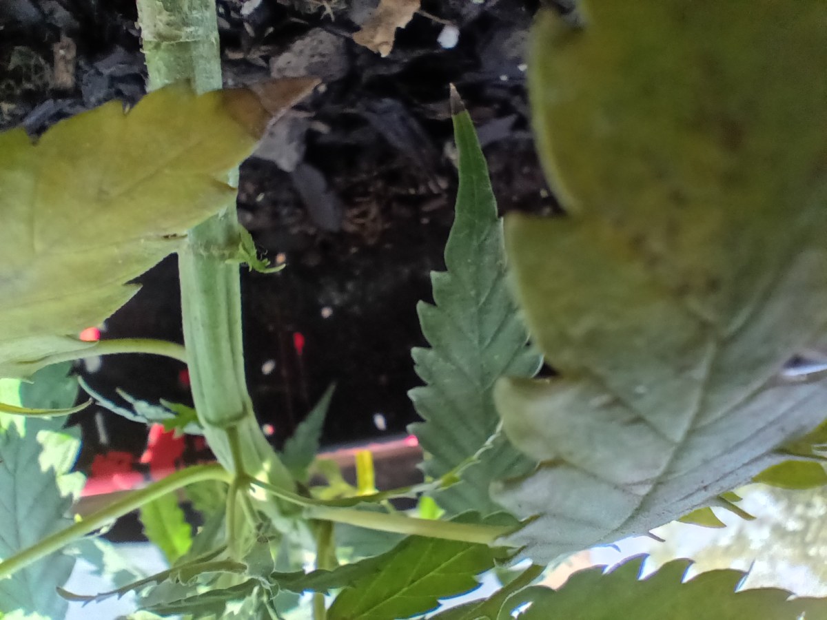 bbs-grow-diaries/blimburnseeds-com/user-45997/6db2a43a4fdd9676