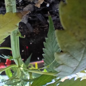 bbs-grow-diaries/blimburnseeds-com/user-45997/6db2a43a4fdd9676