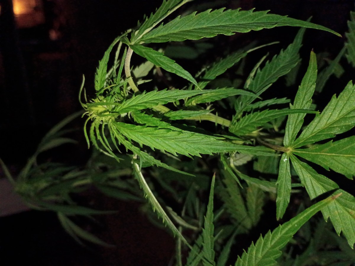 bbs-grow-diaries/blimburnseeds-com/user-45997/6def45d8602a0e9f