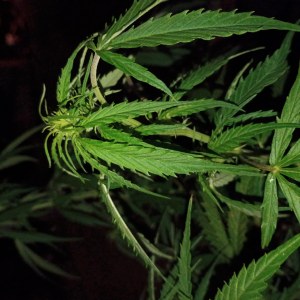 bbs-grow-diaries/blimburnseeds-com/user-45997/6def45d8602a0e9f