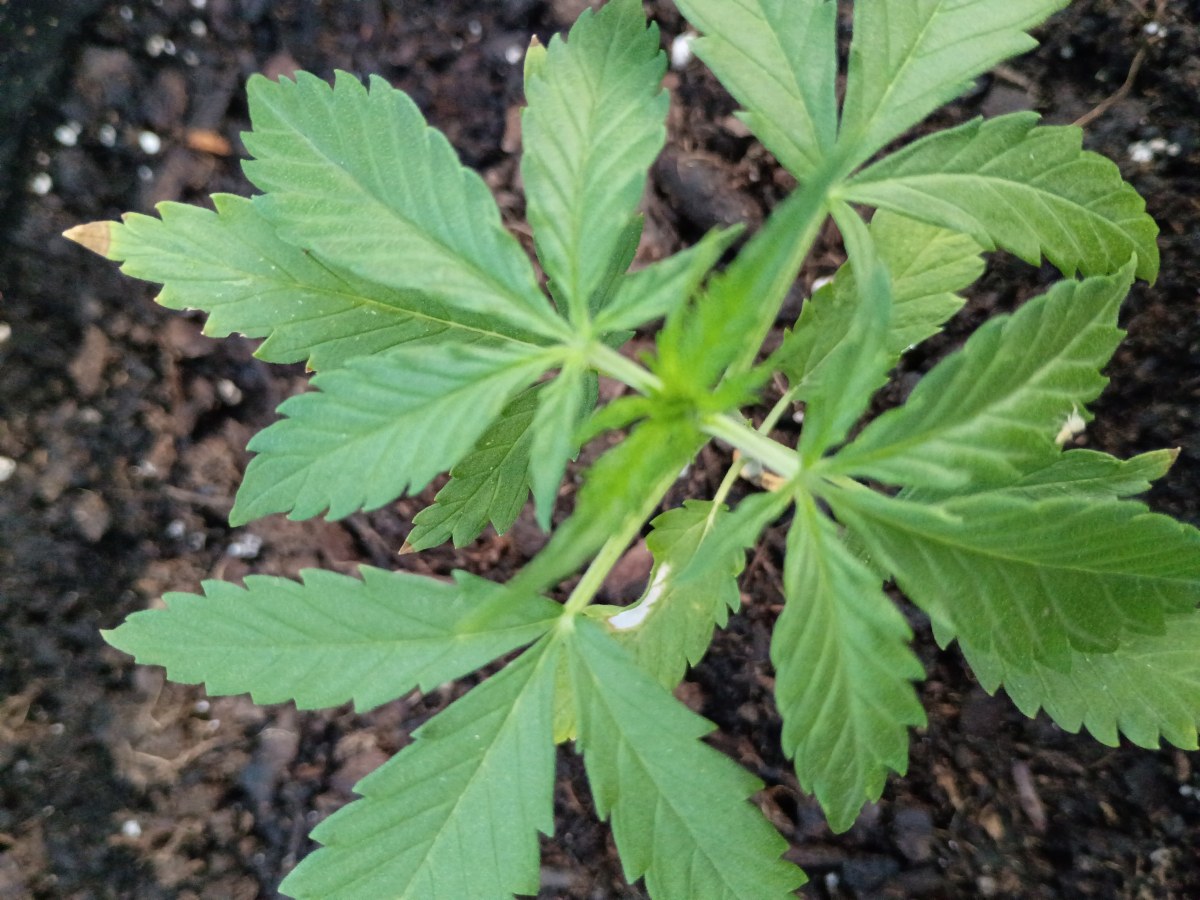 bbs-grow-diaries/blimburnseeds-com/user-45997/6e8244af201af360