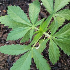 bbs-grow-diaries/blimburnseeds-com/user-45997/6e8244af201af360