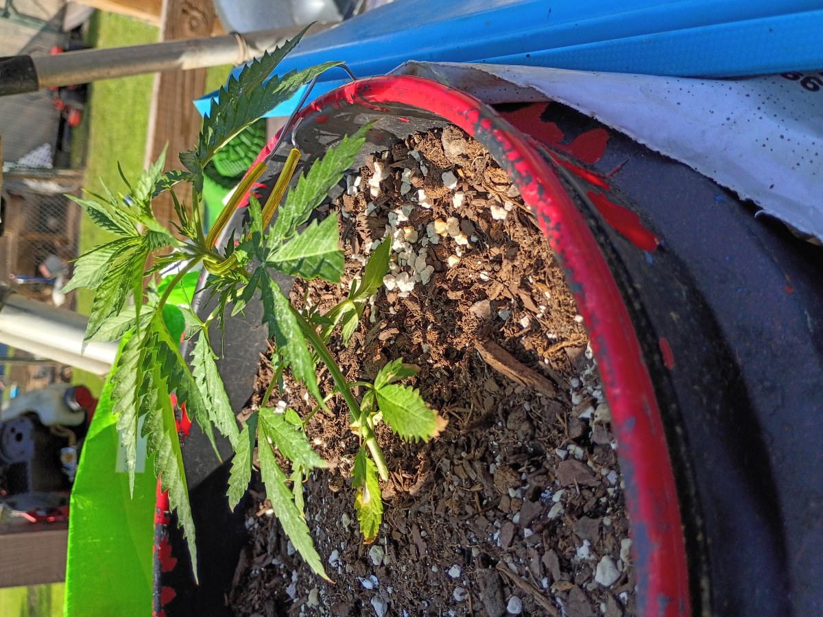 bbs-grow-diaries/blimburnseeds-com/user-45997/6f90aca0e0b7c9fd