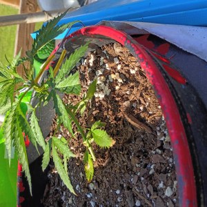 bbs-grow-diaries/blimburnseeds-com/user-45997/6f90aca0e0b7c9fd