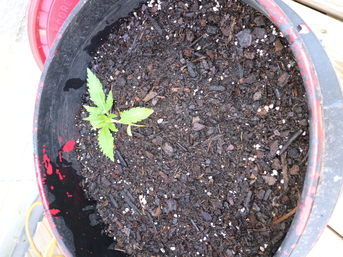 bbs-grow-diaries/blimburnseeds-com/user-45997/73c70d5e274dce05