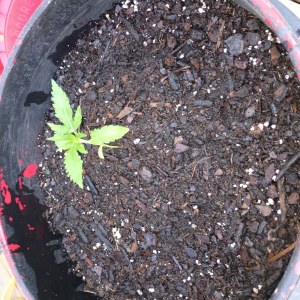 bbs-grow-diaries/blimburnseeds-com/user-45997/73c70d5e274dce05