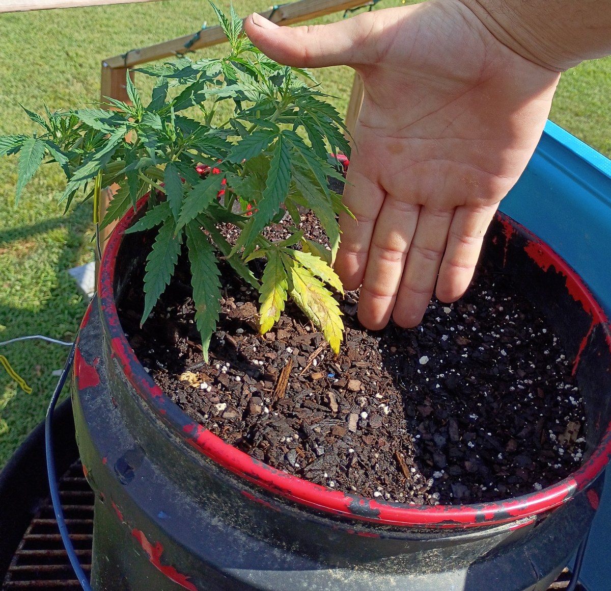 bbs-grow-diaries/blimburnseeds-com/user-45997/7bb26eb0a74870a9