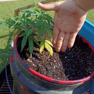 bbs-grow-diaries/blimburnseeds-com/user-45997/7bb26eb0a74870a9