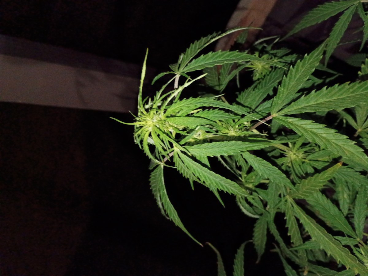 bbs-grow-diaries/blimburnseeds-com/user-45997/7d11e2f0d223d291