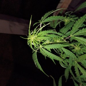 bbs-grow-diaries/blimburnseeds-com/user-45997/7d11e2f0d223d291