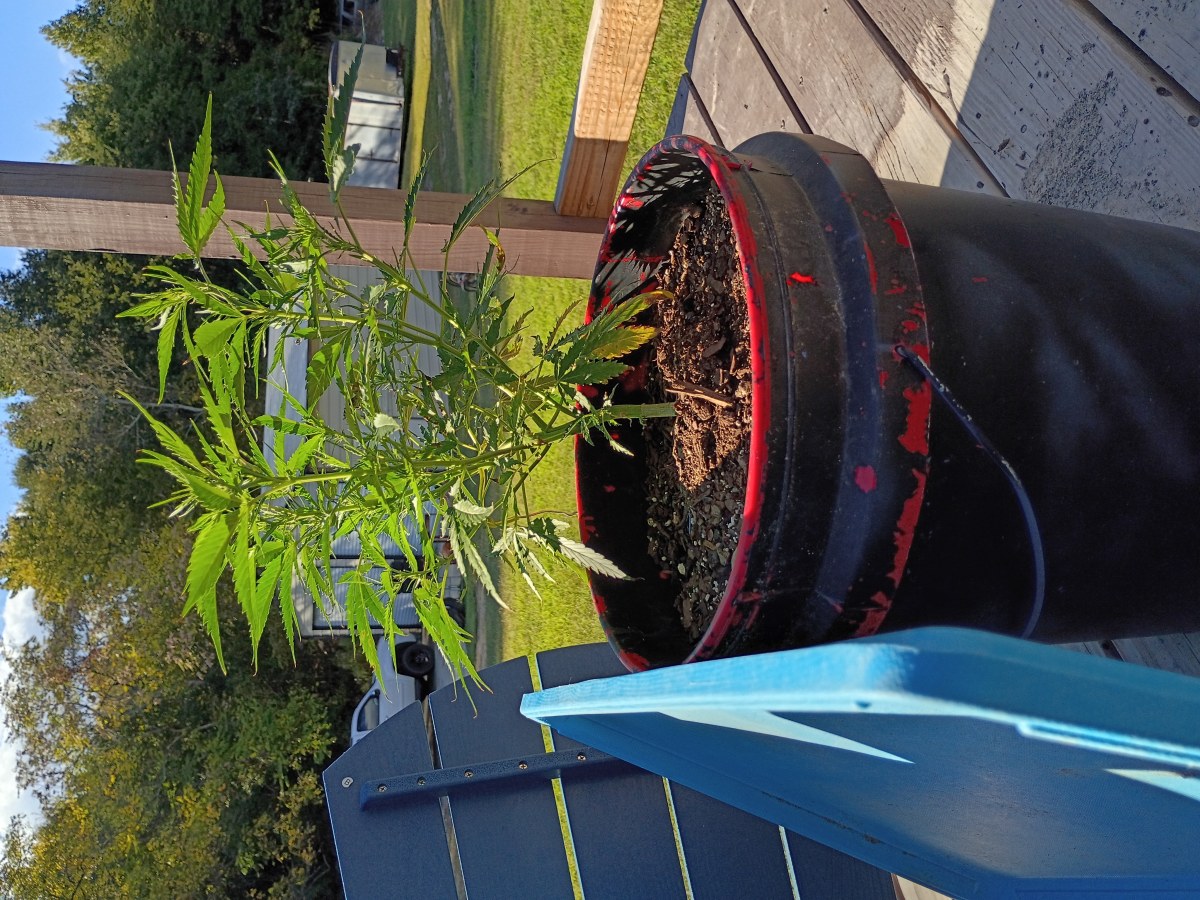 bbs-grow-diaries/blimburnseeds-com/user-45997/837d69f7e2761a26