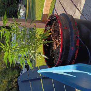 bbs-grow-diaries/blimburnseeds-com/user-45997/837d69f7e2761a26