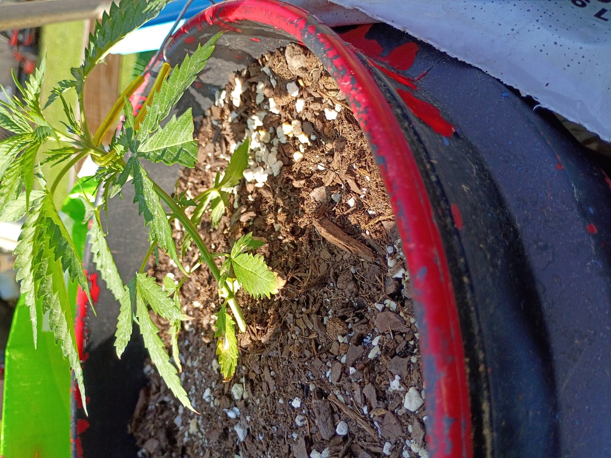 bbs-grow-diaries/blimburnseeds-com/user-45997/888c4cc3278fd02a