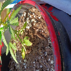 bbs-grow-diaries/blimburnseeds-com/user-45997/888c4cc3278fd02a