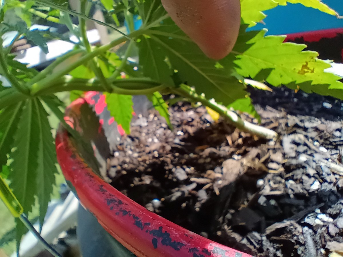 bbs-grow-diaries/blimburnseeds-com/user-45997/9129c4e0887aca1c