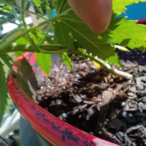 bbs-grow-diaries/blimburnseeds-com/user-45997/9129c4e0887aca1c