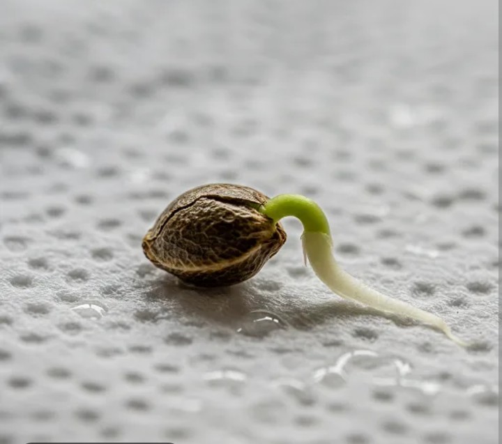 bbs-grow-diaries/blimburnseeds-com/user-45997/a1ba9937bf5f63d4
