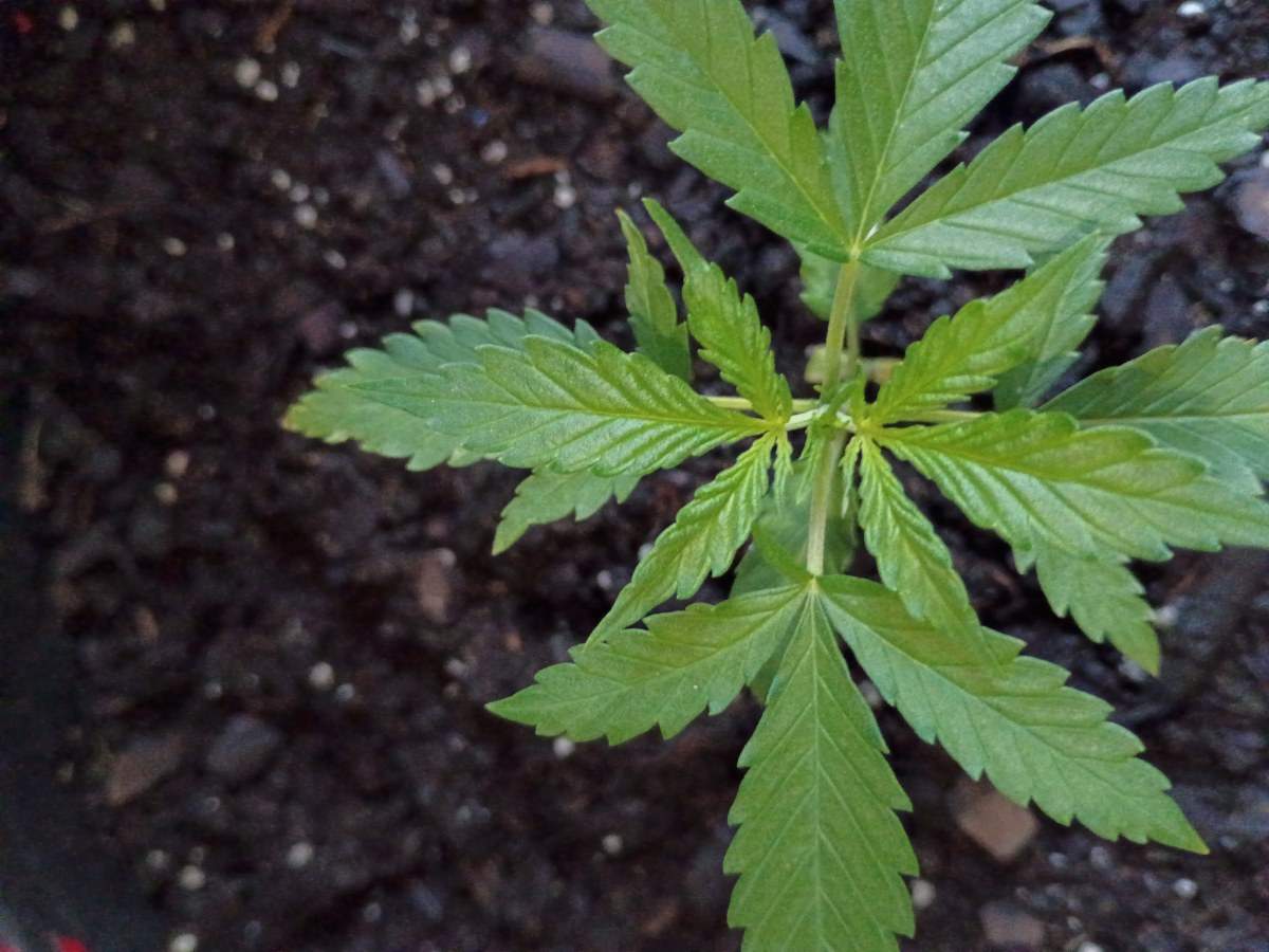 bbs-grow-diaries/blimburnseeds-com/user-45997/a8093d4e6e02c88c