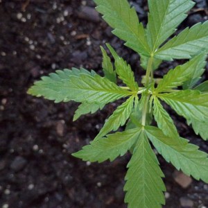 bbs-grow-diaries/blimburnseeds-com/user-45997/a8093d4e6e02c88c