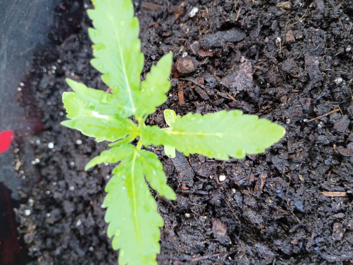 bbs-grow-diaries/blimburnseeds-com/user-45997/ae48ef32f34fe14e