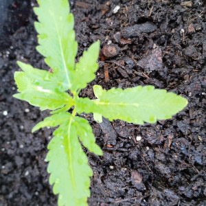 bbs-grow-diaries/blimburnseeds-com/user-45997/ae48ef32f34fe14e