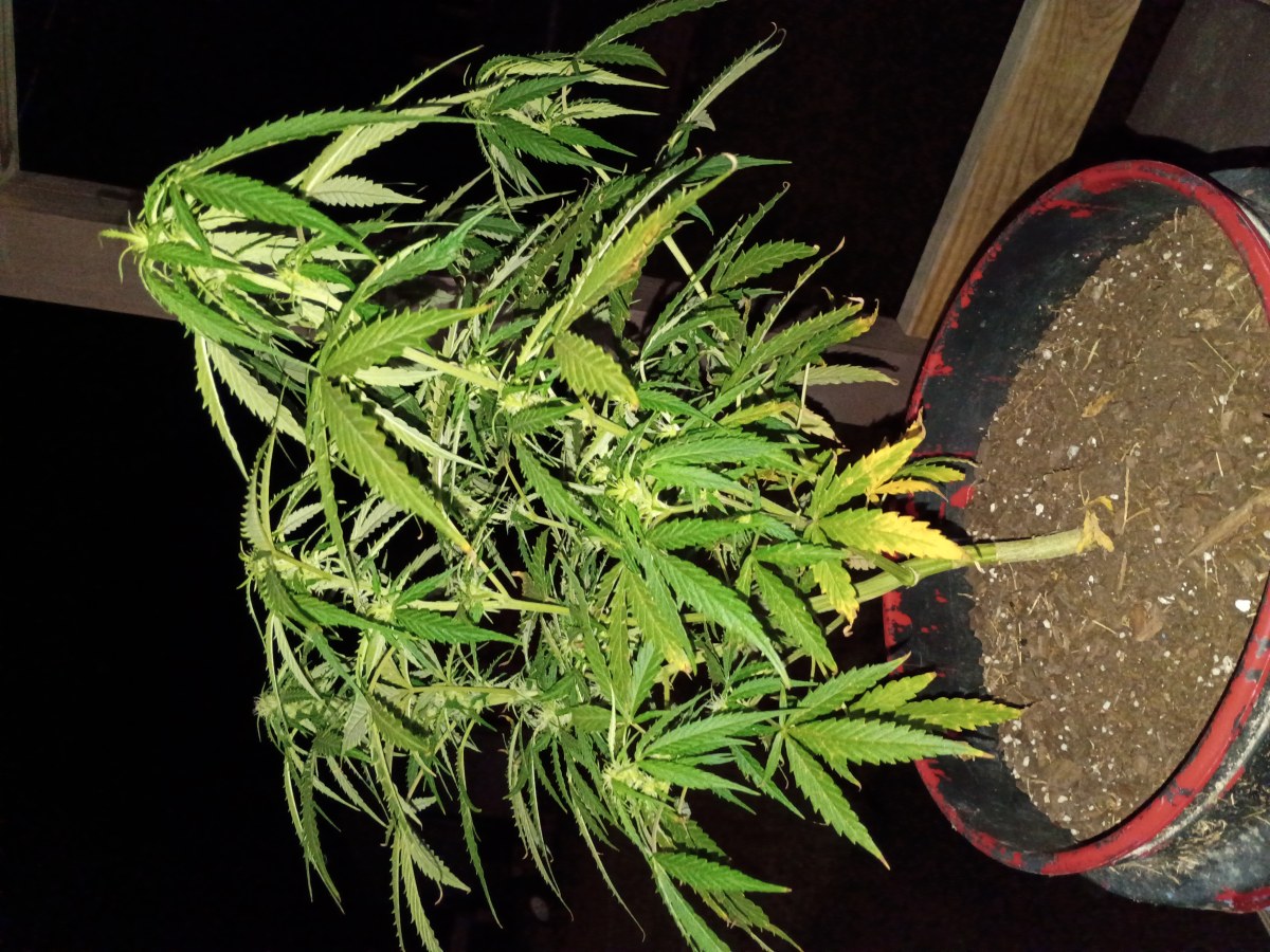bbs-grow-diaries/blimburnseeds-com/user-45997/b04e0ffbf9f7e28a