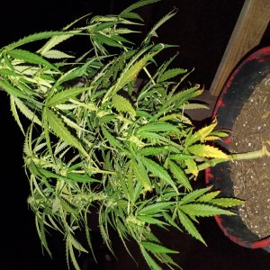 bbs-grow-diaries/blimburnseeds-com/user-45997/b04e0ffbf9f7e28a