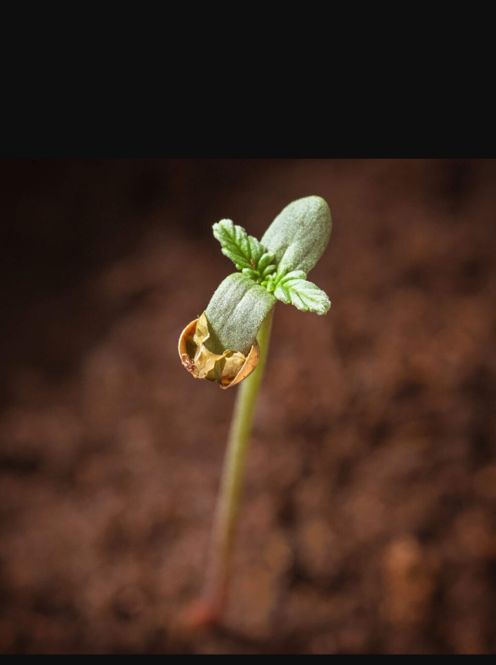 bbs-grow-diaries/blimburnseeds-com/user-45997/b7155a4a902df0b6