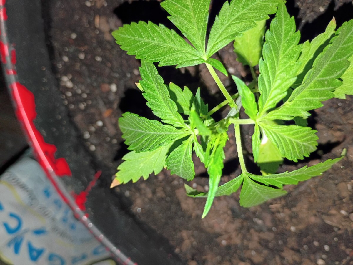 bbs-grow-diaries/blimburnseeds-com/user-45997/b9853b0bdfb8b409
