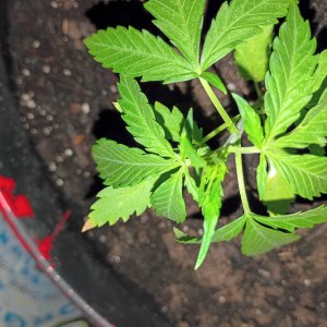 bbs-grow-diaries/blimburnseeds-com/user-45997/b9853b0bdfb8b409